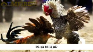 Đá gà 88 là gì?