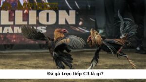 Đá gà trực tiếp C3 là gì?