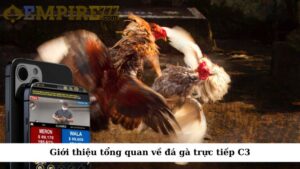 Giới thiệu tổng quan về trực tiếp đá gà C3