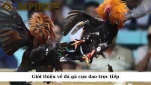 Giới thiệu về đá gà cựa dao trực tiếp