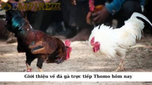 Giới thiệu về đá gà trực tiếp Thomo hôm nay