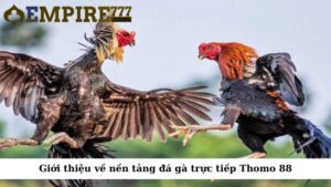 Giới thiệu về nền tảng đá gà trực tiếp Thomo 88